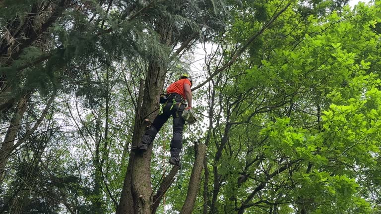 Why Choose Our Tree Removal Services in Great Falls, SC?