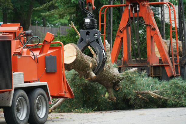 Best Tree Trimming and Pruning  in Great Falls, SC