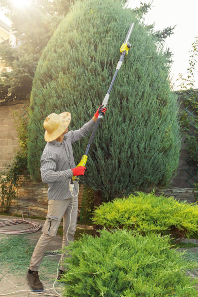 Tree and Shrub Care in Great Falls, SC